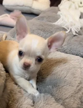 ばくちゃん 様のお迎えした子犬