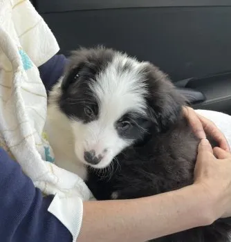 廉 様のお迎えした子犬