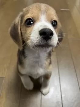 M.N 様のお迎えした子犬
