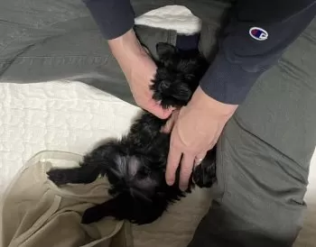 T.O 様のお迎えした子犬