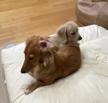 K.O 様のお迎えした子犬