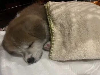 もえめろ 様のお迎えした子犬