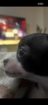 M.Y 様のお迎えした子犬