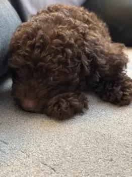 M 様のお迎えした子犬