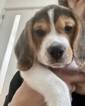 Y.O 様のお迎えした子犬