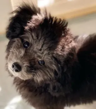 王妃 様のお迎えした子犬