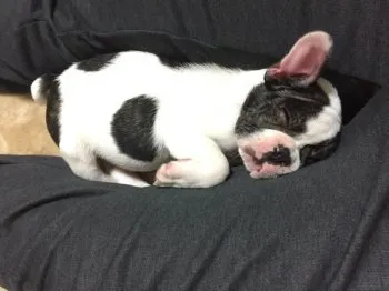 Y.O 様のお迎えした子犬