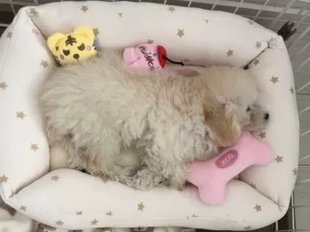 R.S 様のお迎えした子犬