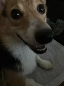 山田 様のお迎えした子犬