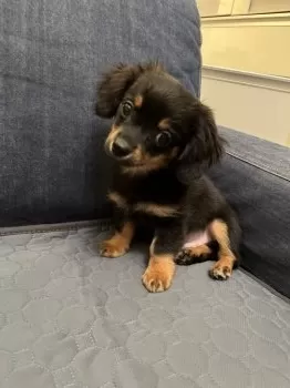 aya 様のお迎えした子犬