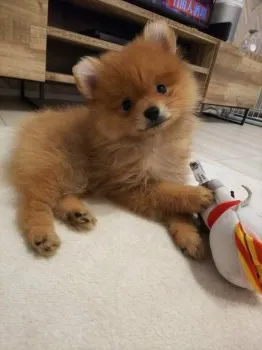 ゆうしの 様のお迎えした子犬
