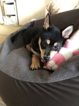 まっさん 様のお迎えした子犬