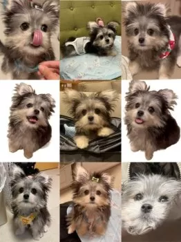 M.K 様のお迎えした子犬