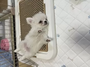 K.Ｉ 様のお迎えした子犬