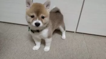 すず 様のお迎えした子犬
