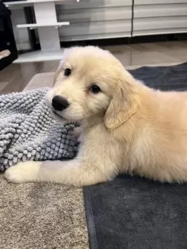 K.T 様のお迎えした子犬