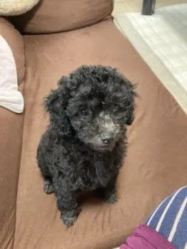 K.S 様のお迎えした子犬