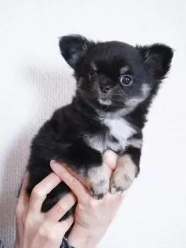 T.M 様のお迎えした子犬