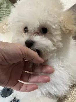 ここまま 様のお迎えした子犬