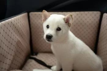S.K 様のお迎えした子犬
