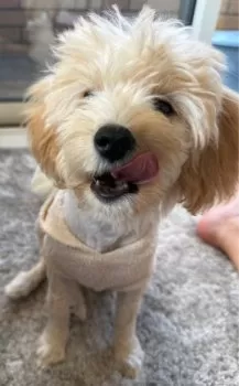 うに 様のお迎えした子犬