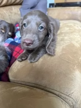 チョコ 様のお迎えした子犬