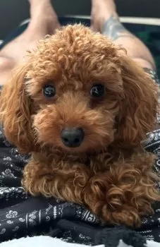 eAseノボ 様のお迎えした子犬
