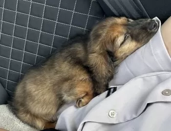 sorairo 様のお迎えした子犬
