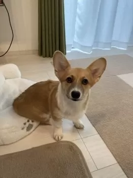 K.N 様のお迎えした子犬