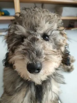 E.H 様のお迎えした子犬
