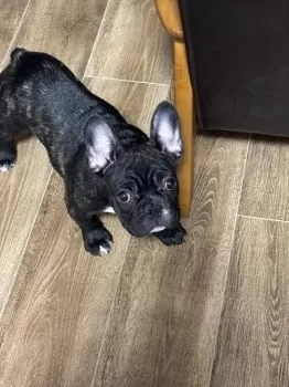 Y.T 様のお迎えした子犬