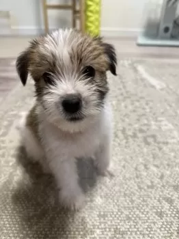 Y.N 様のお迎えした子犬