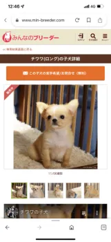 きよみ 様のお迎えした子犬