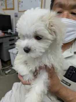 チャッピー 様のお迎えした子犬