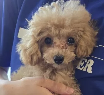 N.S 様のお迎えした子犬