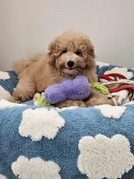 M 様のお迎えした子犬