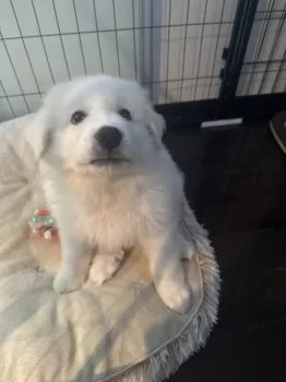 M.M 様のお迎えした子犬