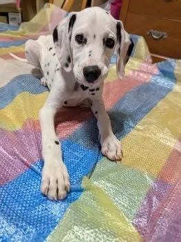 S.H 様のお迎えした子犬