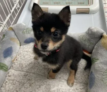 豆柴ファン 様のお迎えした子犬