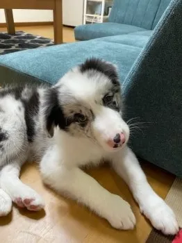 K.T 様のお迎えした子犬