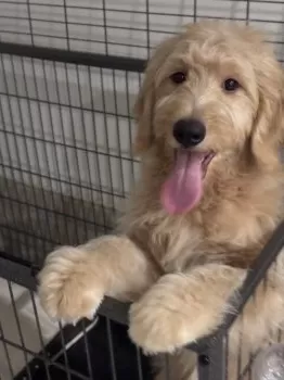 ラル 様のお迎えした子犬