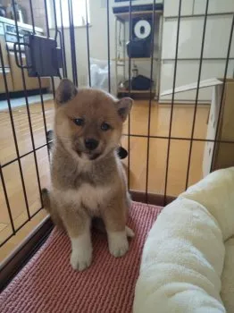 目黒 様のお迎えした子犬