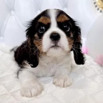 Ｓ 様のお迎えした子犬