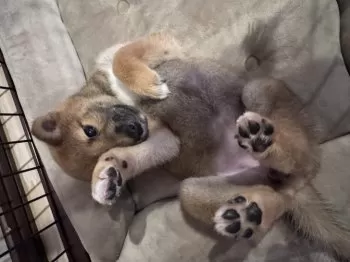 Y.M 様のお迎えした子犬