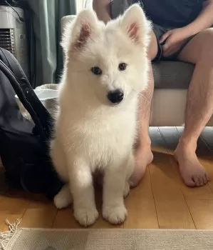 nene 様のお迎えした子犬