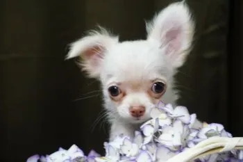 あいぽん 様のお迎えした子犬