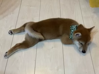 熊 様のお迎えした子犬