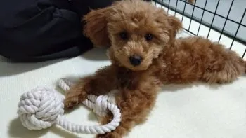 Y.I 様のお迎えした子犬