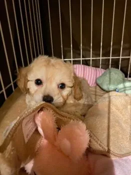 Y.W 様のお迎えした子犬