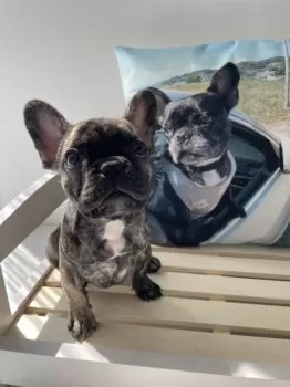 S.M 様のお迎えした子犬